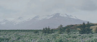 The Worlds First CO2 Neutral Watch Company